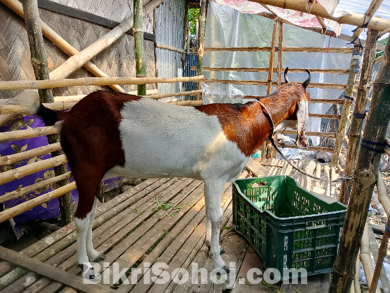 ব্রিটল মায়া ছাগল